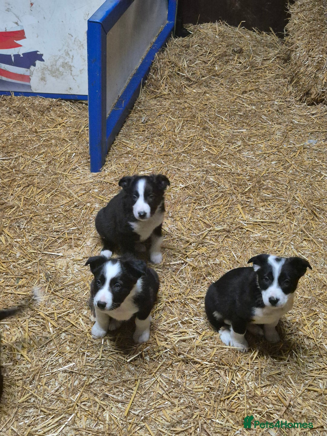 Border Collie dogs for sale: Beautiful border collie pups needing homes - Advert 7