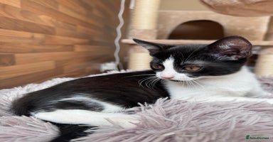 Mixed Breed cats - Advert 7