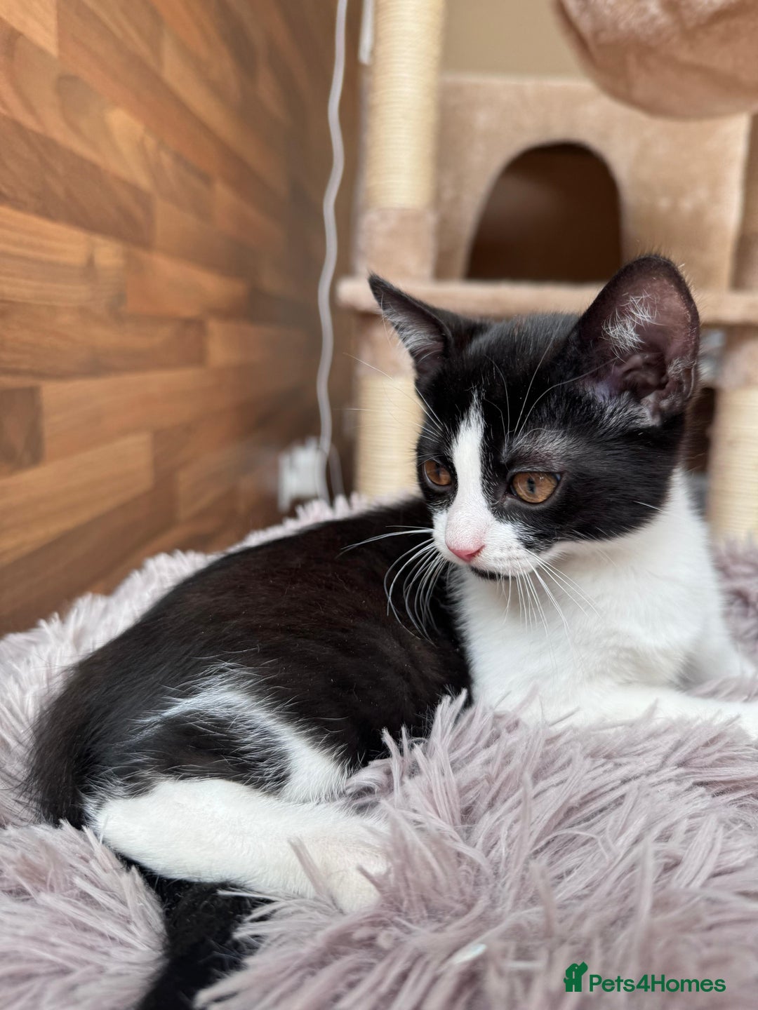 Mixed Breed cats for sale: 4 beautiful kittens, Bengal & British shorthair - Image 2