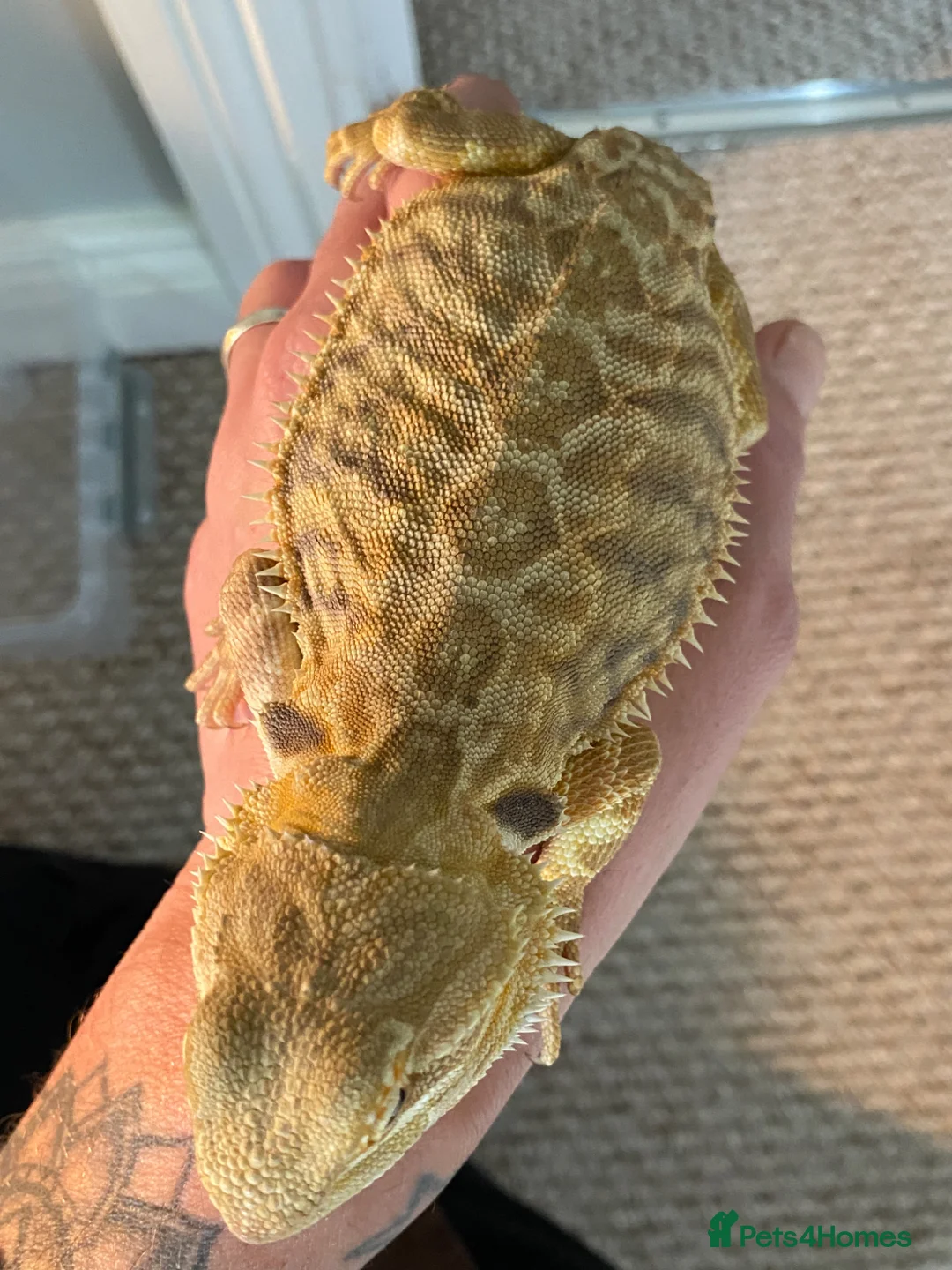 Bearded Dragon reptiles for sale: Female Leatherback  in Norwich - Advert 3