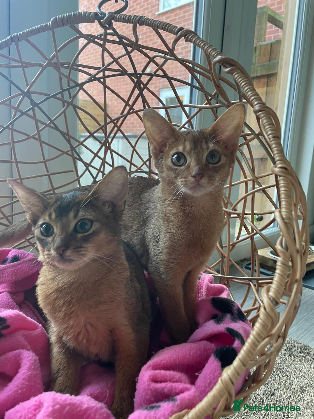 Abyssinian cats Abyssinian Kitten Boy and girl Tica Show Quality  - Advert 12