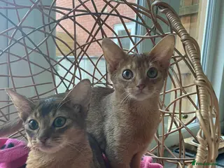 Abyssinian cats Abyssinian Kitten Boy and girl Tica Show Quality - Advert 7