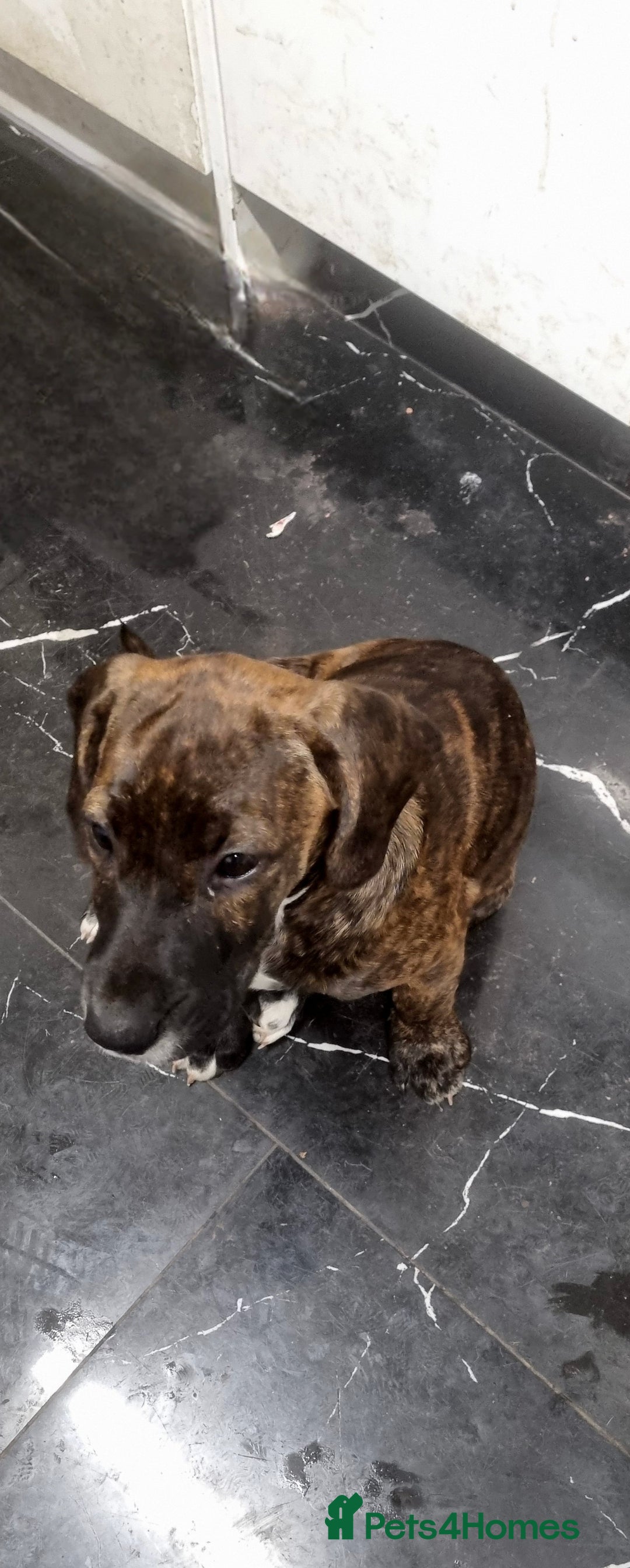 Mixed Breed dogs for sale: Cute little princess  - Image 13