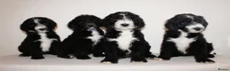 Sheepadoodle dogs for sale: F1 Sheepadoodle Puppies | 5* Licensed Breeder - Advert 8