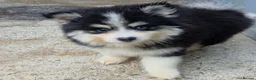 Pomsky dogs for sale: Fully Vaccinated! Ready Now - F3 Pomsky Puppies - Advert 11