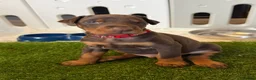 Dobermann dogs for sale: OUTSTANDING FULL EUROPEAN DOBERMAN - Advert 18