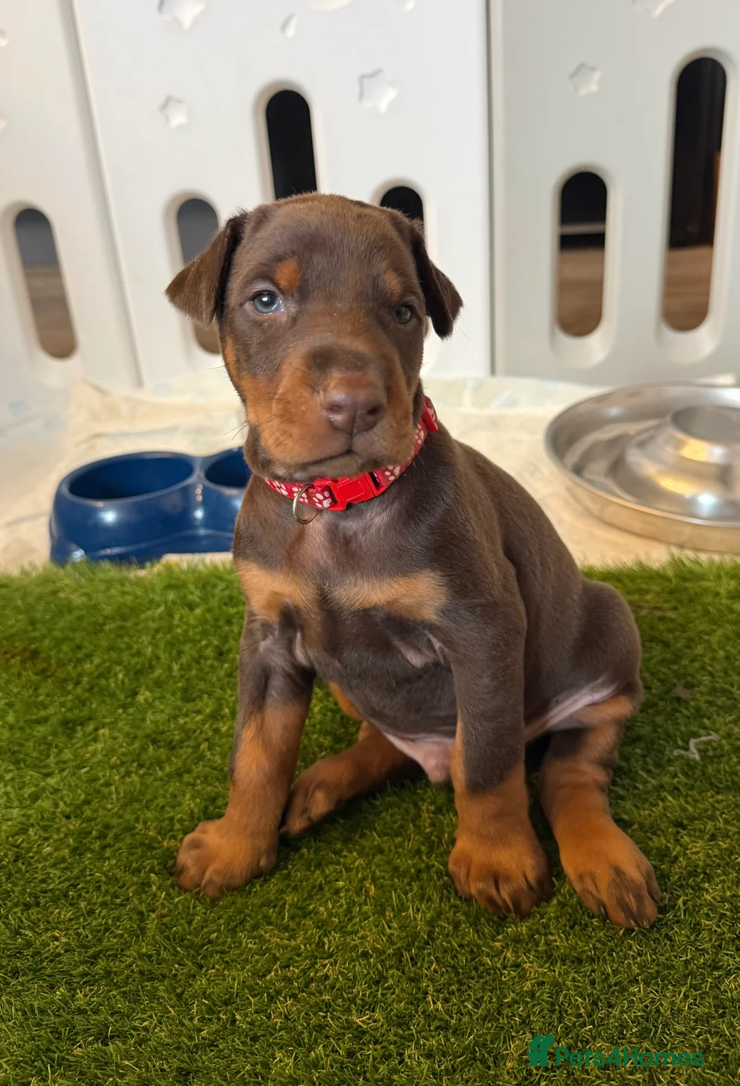 Dobermann dogs for sale: OUTSTANDING FULL EUROPEAN DOBERMAN - Advert 18