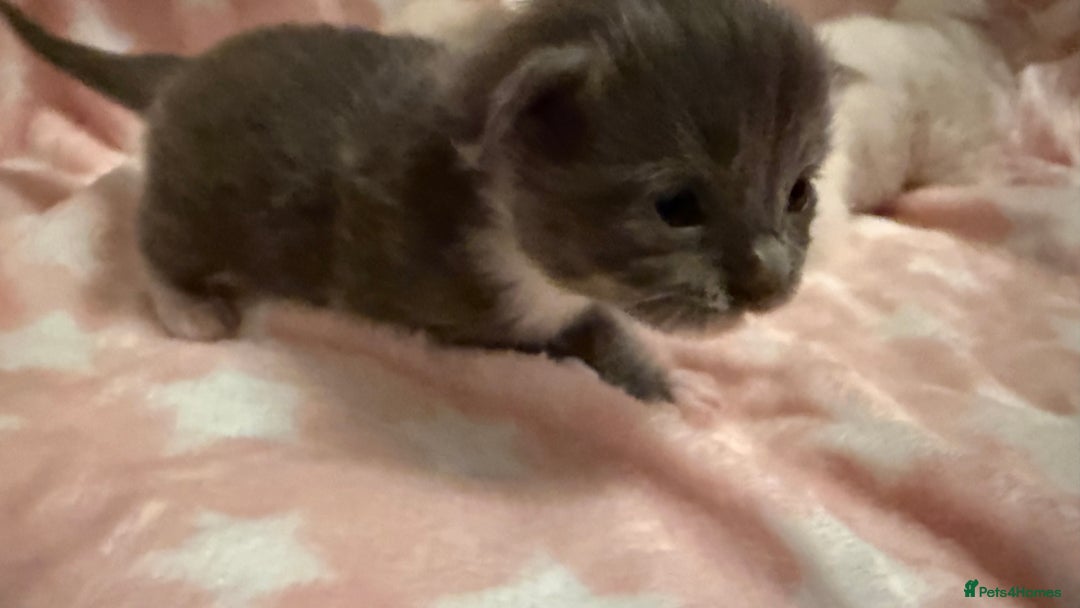 Ragdoll cats for sale: Stunning Ragdoll Kittens girl and boys  - Advert 23