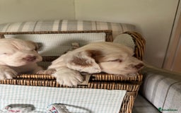 Clumber Spaniel dogs for sale: Fantastic Clumber Spaniel Puppy’s  - Image 4