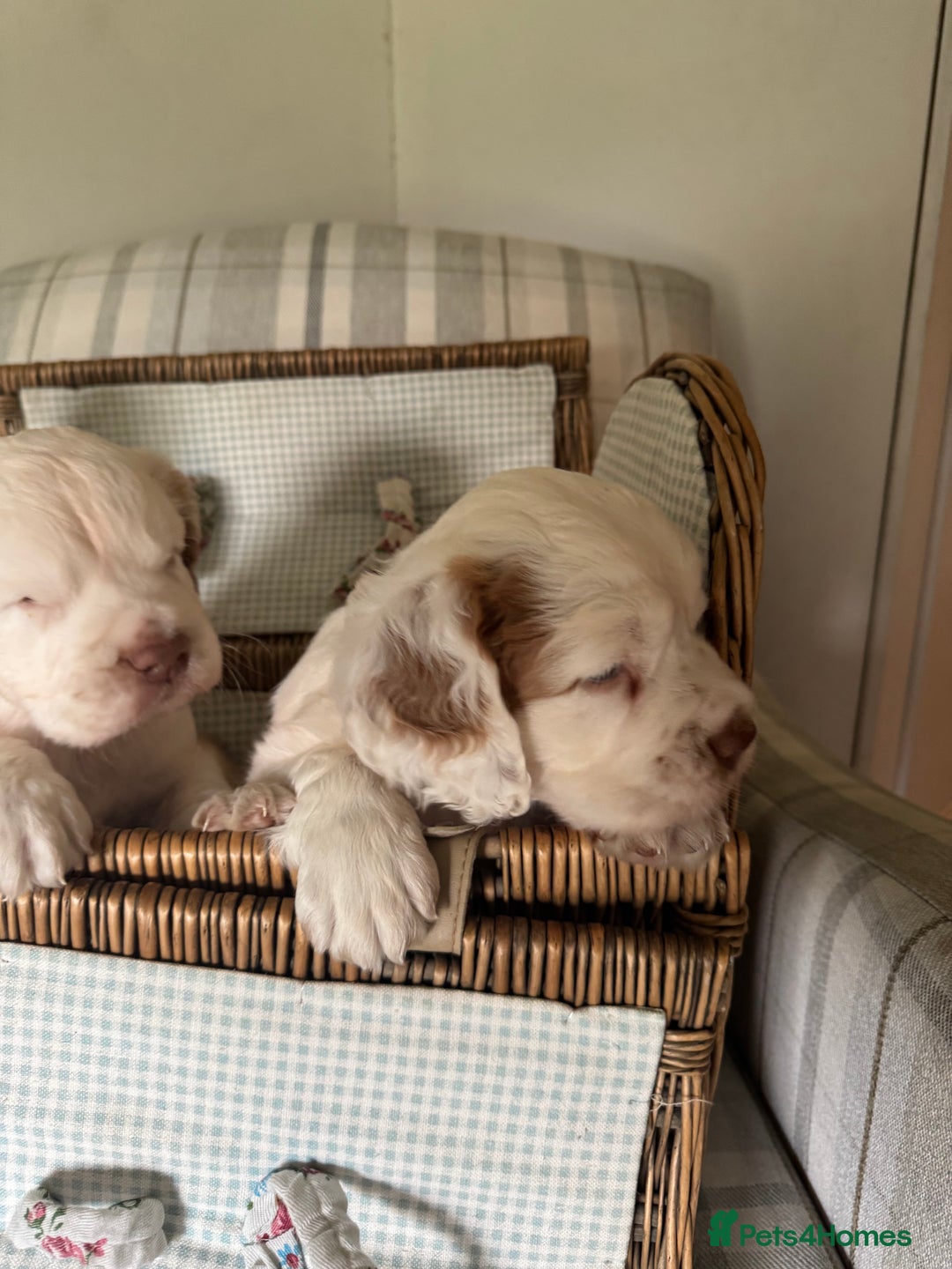 Clumber Spaniel dogs for sale: Fantastic Clumber Spaniel Puppy’s  - Image 4