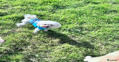 Chipoo dogs - Advert 3