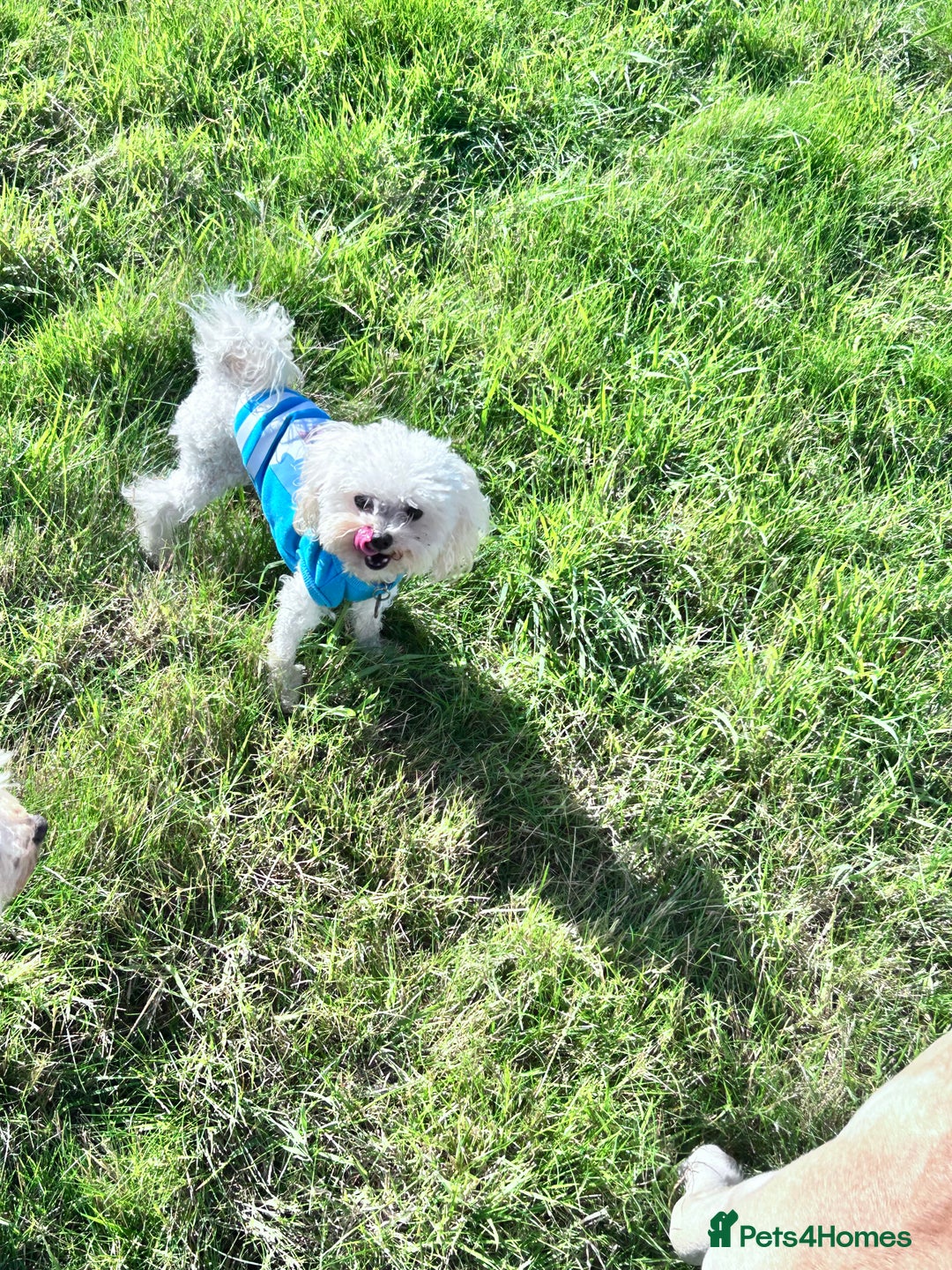 Chipoo dogs for sale: Tiny Chihuahua / Asian toy poodle  - Image 7