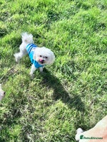 Chipoo dogs - Advert 3