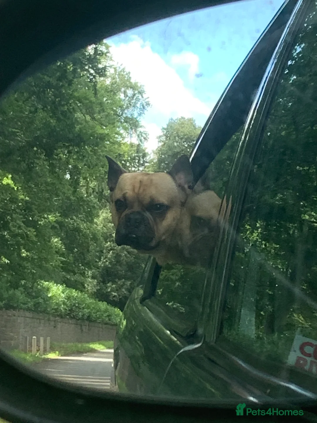 Frug dogs for stud: Rocco the Frug in Bridgwater - Advert 3