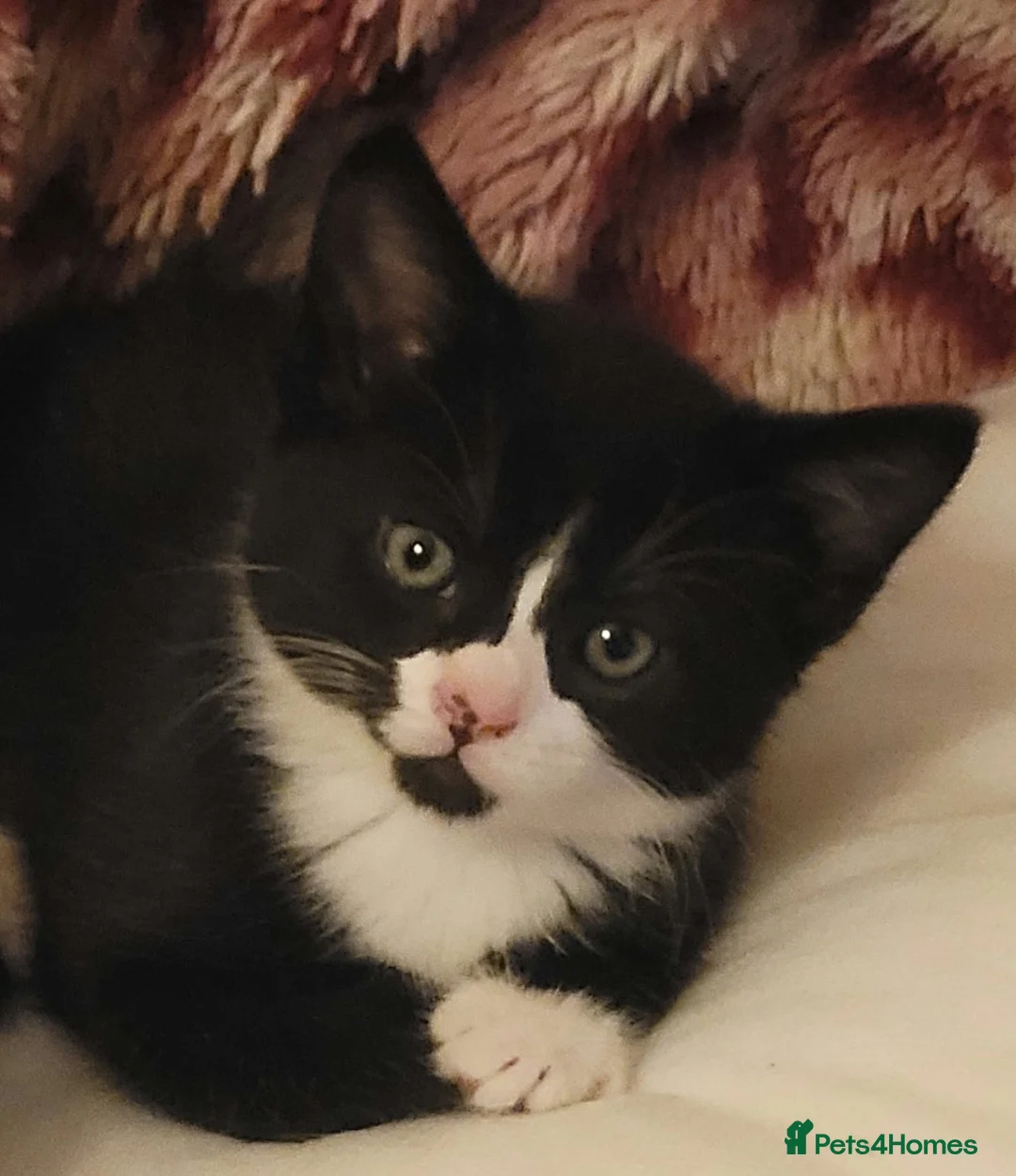 Mixed Breed cats for sale: kitten for sale in Harlow - Advert 1