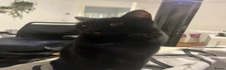 Mixed Breed cats for sale: 2x Domestic short hair cats, bonded pair M & F - Advert 7