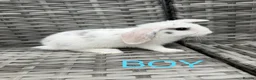 Mini Lop rabbits for sale: Adorable mini lop rabbits for sale ❤️ - Advert 5