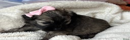 Pomapoo dogs for sale: Beautiful fluffy F1 pomapoo’s - Advert 6