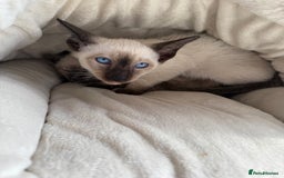 Siamese cats for sale: Siamese kittens - girls  - Image 17