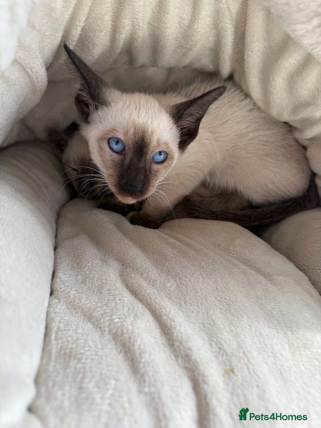 Siamese cats for sale: Siamese kittens - girls  - Image 17