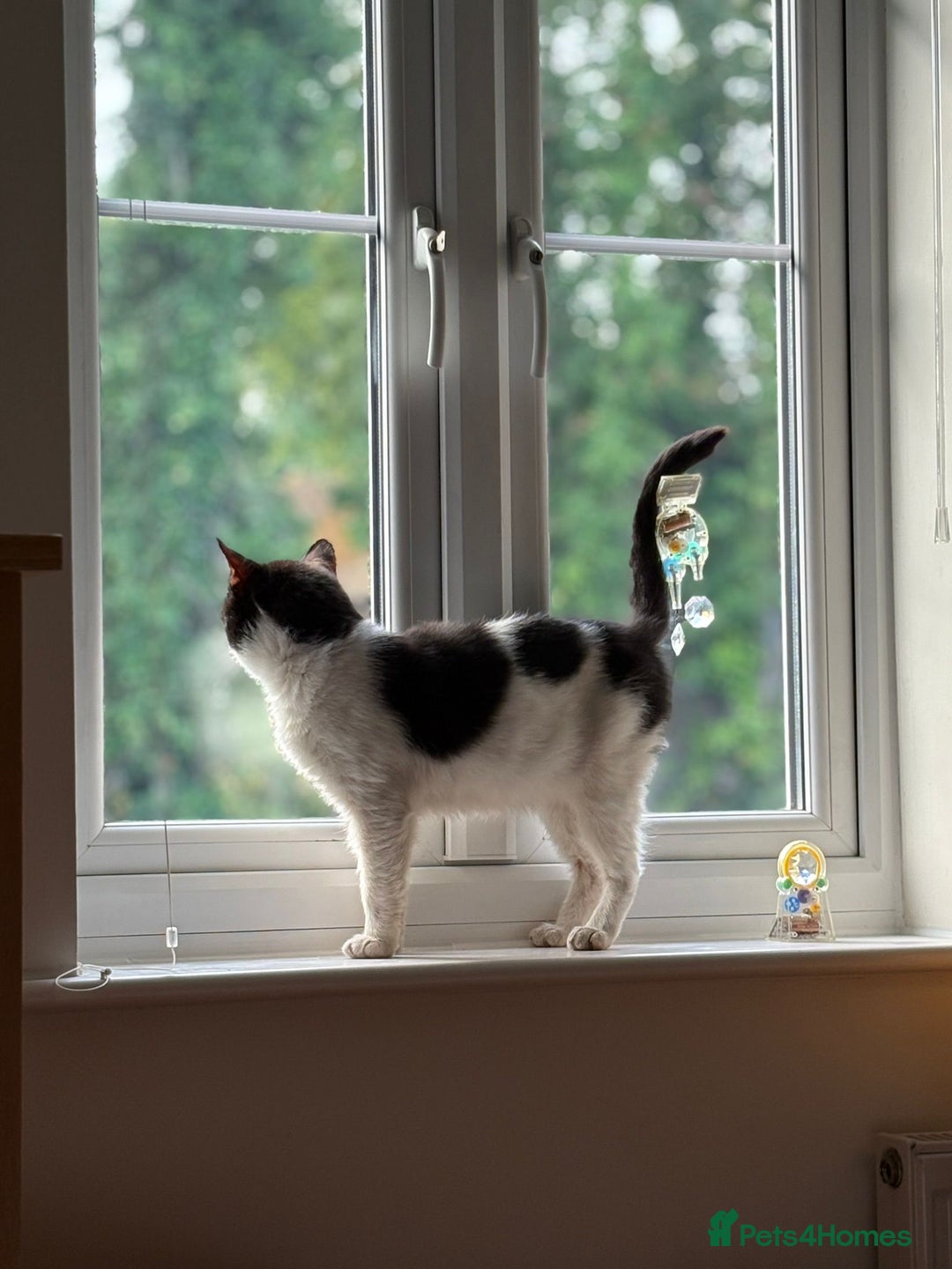 Mixed Breed cats for adoption: Pete needs a forever home!  - Image 2