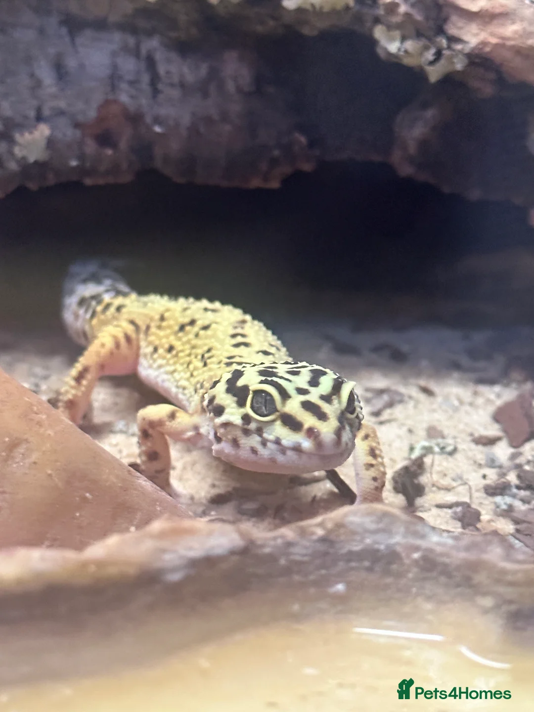 Leopard Gecko reptiles for sale: leopard gecko called Bob for sale.  - Advert 2