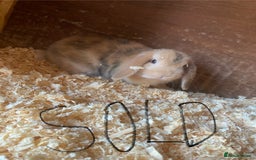 Mini Lop rabbits for sale: 2 beautiful baby mini lops for sale(one left )  - Image 4