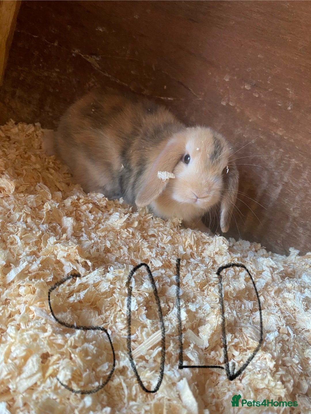 Mini Lop rabbits for sale: 2 beautiful baby mini lops for sale(one left )  - Image 4