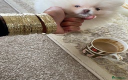 Pomeranian dogs for sale: Beautiful girl Pomeranian puppy for sale  - Image 3