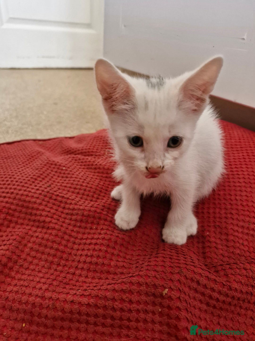 Siamese cats for sale: Siamese /balinese cross kittens - Image 3