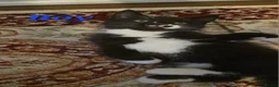 Mixed Breed cats for sale: 3 kittens beautiful ready to go - Advert 4