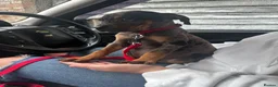 Mixed Breed dogs for sale: CANE CORSO X ROTTWEILER  - Advert 5