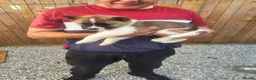 Akita dogs for sale: Kc regestered American akita pups  - Advert 12