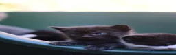 Munchkin cats for sale: Beautiful Black Female kitten looking 4 home - Advert 8