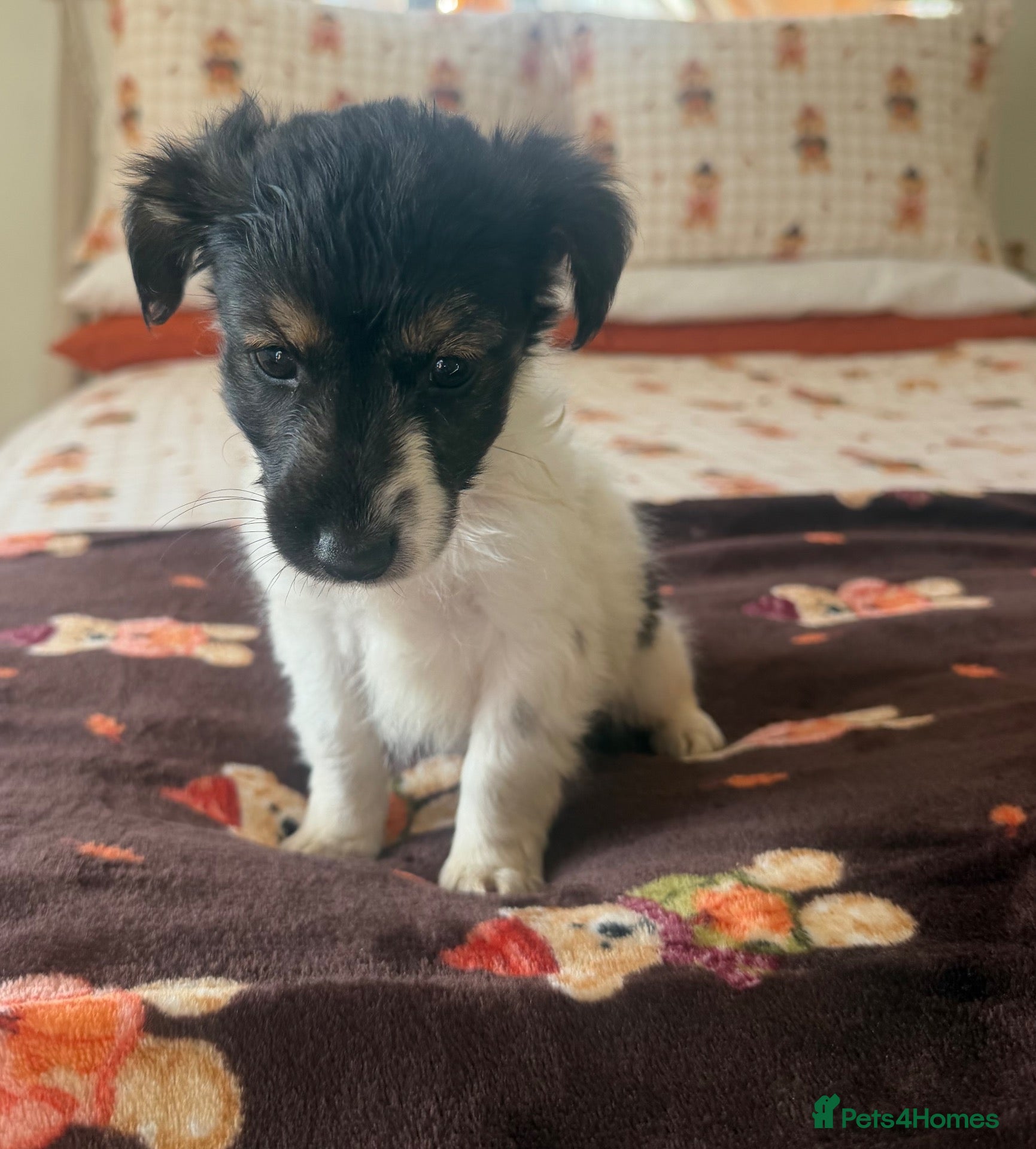 Jack Russell dogs for sale: Tri colour Jack russel puppies🎃3 boys left  - Advert 1
