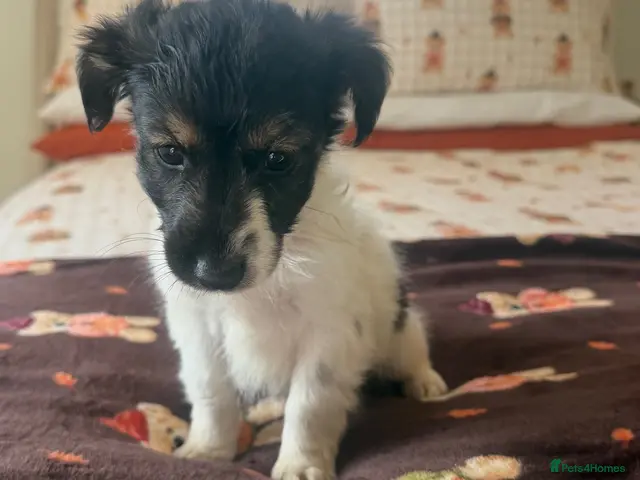 Jack Russell dogs for sale: Tri colour Jack russel puppies🎃3 boys left - Advert 1