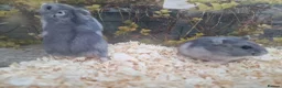 Hamster rodents for sale:  Beautiful baby winter white russian hamsters - Advert 8