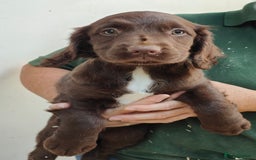 Sprocker dogs for sale: Lovely sprocker girl  - Image 11