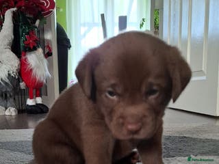 Labrador Retriever dogs experience labrador retriever boy - Advert 8