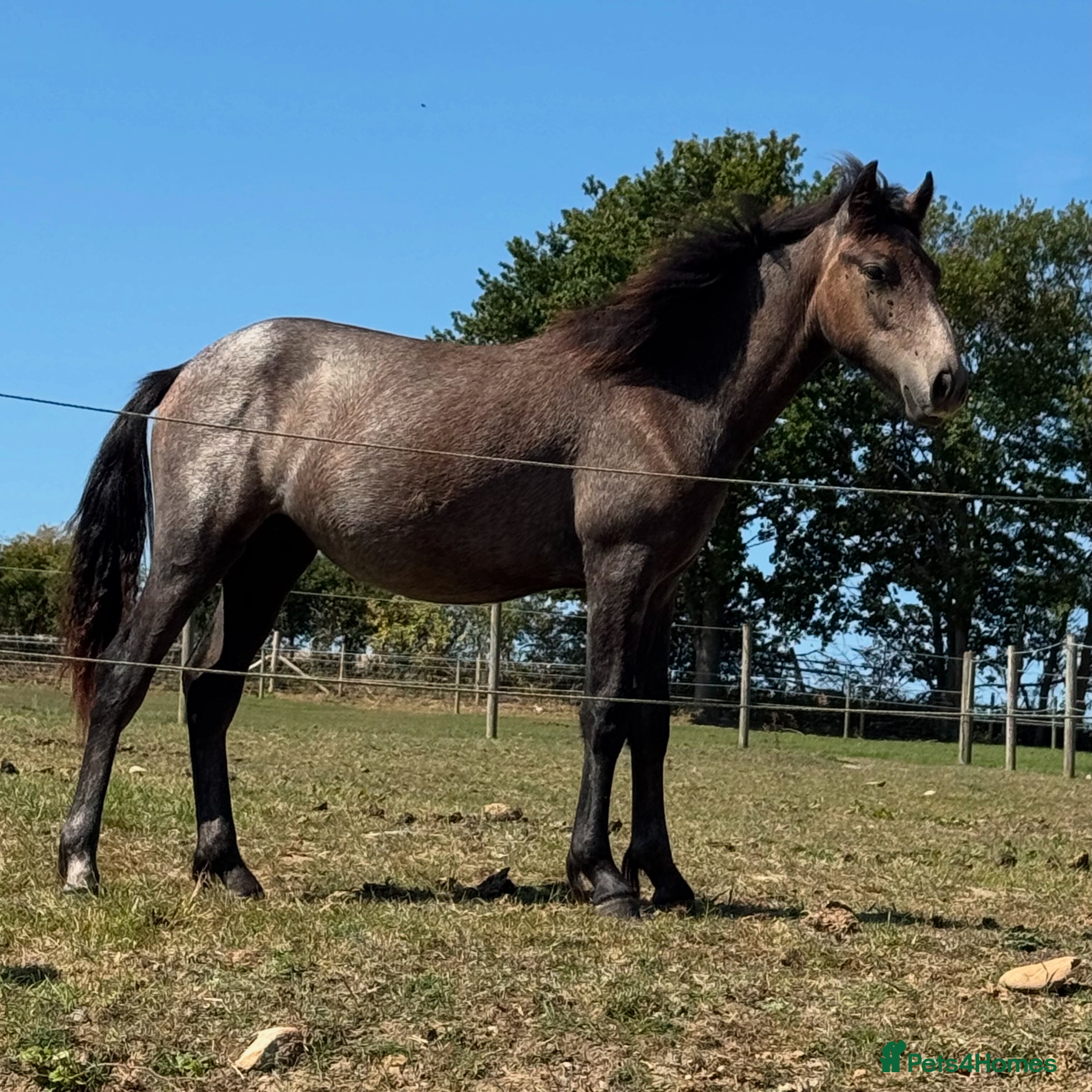 Connemara horses Beautiful Connemara yearling gelding  - Advert 18