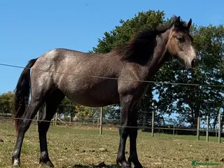Connemara horses Beautiful Connemara yearling gelding - Advert 5