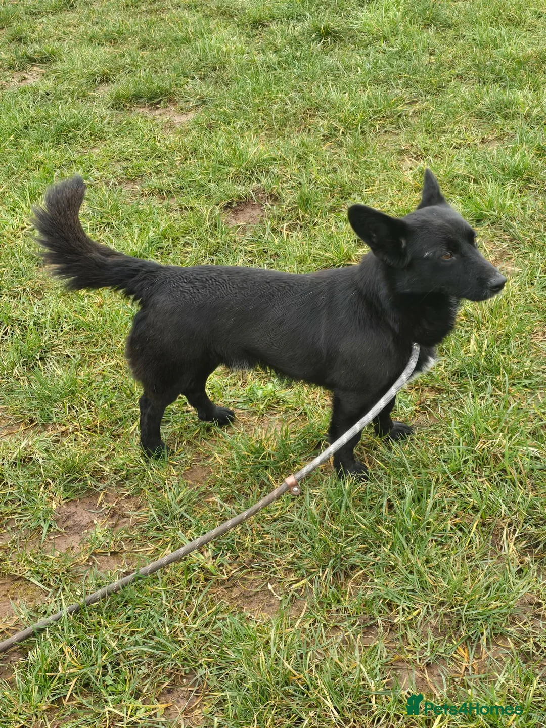 Mixed Breed dogs for adoption: BOB   - Advert 9