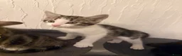 Mixed Breed cats for sale: Litter of 4 affectionate and playful cats  - Advert 3