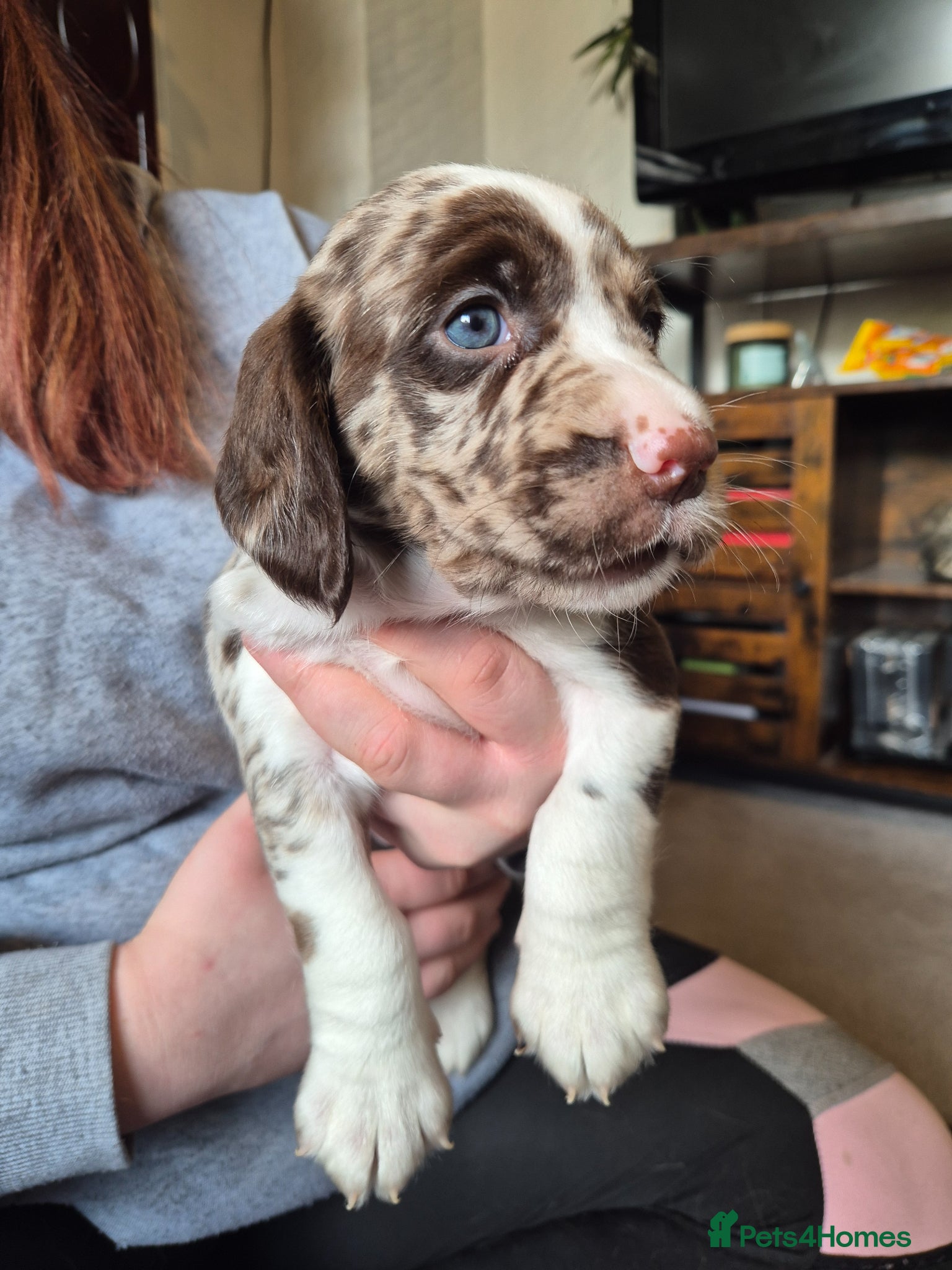 Cockerdor dogs Merle cockerdors  - Advert 1