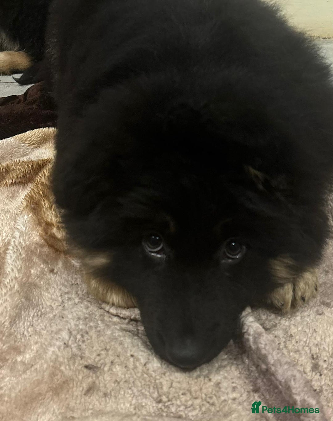 German Shepherd dogs for sale: 2 German Shepard boys  - Advert 7