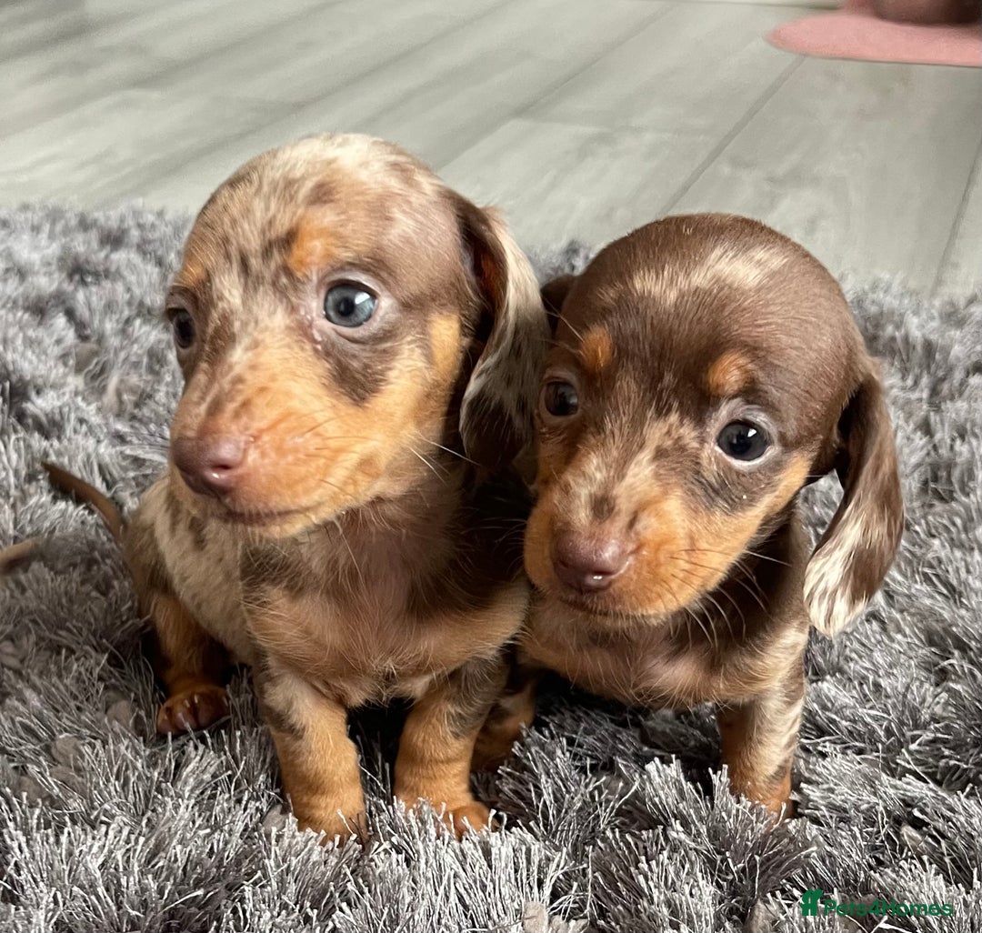 Dachshund dogs for sale: Miniature dachshund  - Image 4