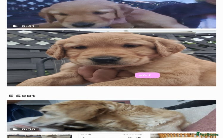 Golden Retriever dogs - Advert 16