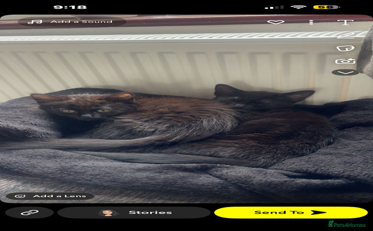 British Longhair cats - Advert 2