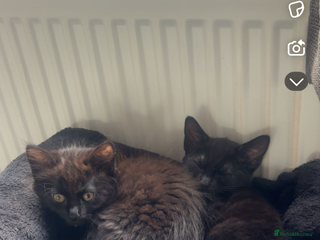 British Longhair cats - Advert 20