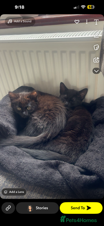 British Longhair cats - Advert 1